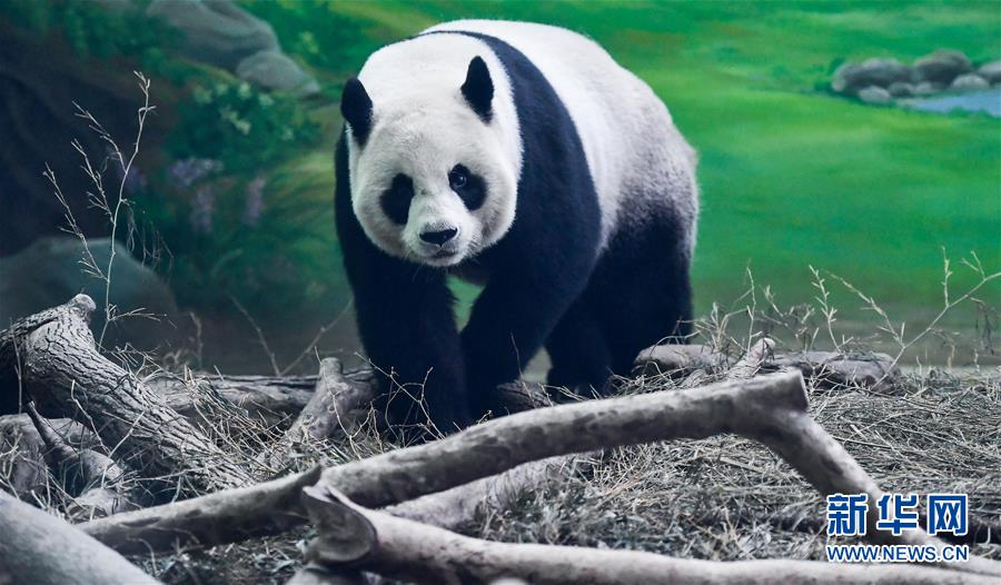 （社會(huì)）（7）大陸贈(zèng)臺大熊貓“團(tuán)團(tuán)”“圓圓”歡度14歲生日